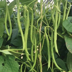 Climbing Bean 'Mamba' - Seeds