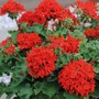 Geranium 'Quantum Red' - Seeds