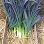 Leek 'Northern Lights' F1 Hybrid - Seeds