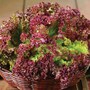 Lettuce 'Lollo Rossa' (Loose-Leaf) - Seeds