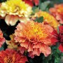 Marigold 'Strawberry Blonde' - Seeds