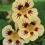 Nasturtium 'Chameleon' - Seeds