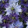Nigella 'Blue Starry Skies'