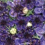 Nigella papillosa 'Midnight' - Seeds