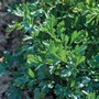 Parsley 'Titan' (Flat Leaved) - Seeds