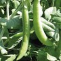 Pea 'Eddy' - Seeds