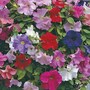 Petunia x hybrida 'Super Cascade Improved' F1 Hybrid - Seeds