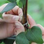 Plant Support Rings