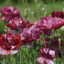 Poppy 'Burgundy Bigalow' - Seeds