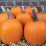 Pumpkin 'Evergold' - Seeds