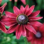 Rudbeckia hirta 'Cherry Brandy' - Seeds