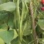 Runner Bean 'Lady Di' - Seeds