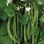 Runner Bean 'White Lady' - Seeds