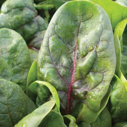 Spinach PV1390 'Red Veined' - Seeds