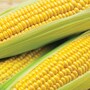 Sweetcorn 'Conquerer' F1 Hybrid (Supersweet)
