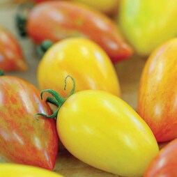 Tomato 'Artisan Mix' - Seeds