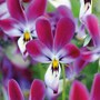 Viola 'Bunny Ears'
