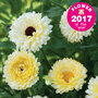 Calendula 'Snow Princess' - Seeds