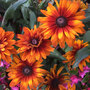 Rudbeckia x hirta hybrida 'Cherokee Sunset'® - Seeds