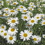 Chrysanthemum vulgare 'May Queen'