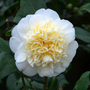 Camellia 'Brushfield's Yellow'