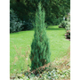 Juniperus scopulorum 'Skyrocket'