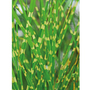 Miscanthus sinensis 'Zebrinus'