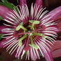 Passiflora 'Violacea Victoria'