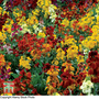 Wallflower 'Brilliant Bedder Series Mixed' - Seeds