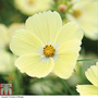 Cosmos bipinnatus 'Lemonade™' - Seeds