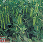 Pea 'Sugar Lace' (Mangetout) - Seeds