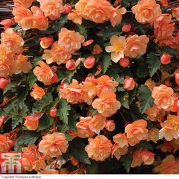 Begonia 'Fragrant Falls Improved™ - Apricot Delight'