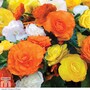 Begonia 'Nonstop Citrus Mix'