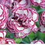 Dianthus 'Gran's Favourite'