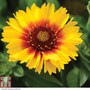 Gaillardia 'Mesa Bright Bicolour'