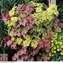 Heucherella 'Trailing Trio'