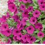 Petunia x hybrida 'Purple Velvet' F1 Hybrid