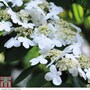 Viburnum plicatum f. tomentosum 'Kilimanjaro'