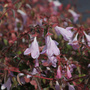 Abelia 'Pinky Bells'