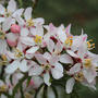 Choisya ternata 'Apple Blossom'