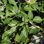 Cornus alternifolia