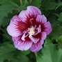 Hibiscus syriacus 'Purple Pillar'