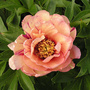 Peony 'Callies Memory'