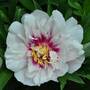 Peony 'Cora Louise'