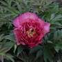 Peony 'Hillary'