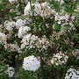 Viburnum x burkwoodii 'Anne Russell'