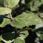 Viburnum carlesii 'Aurora'