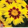 Coreopsis 'Sunkiss'