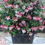 Fuchsia 'Swingtime'