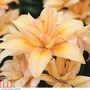 Lily 'Splendid Joy'